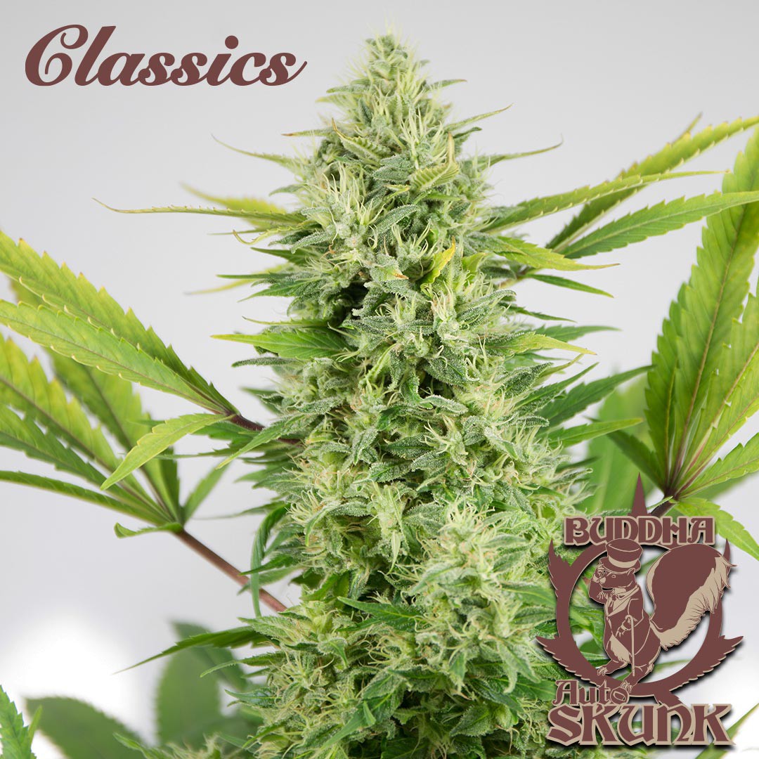 Buddha Classics Skunk Auto Feminizovaná