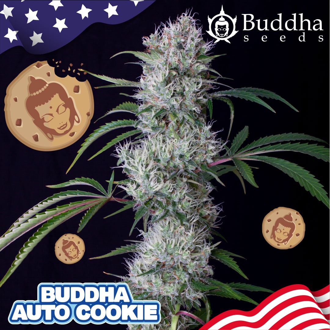 Buddha Cookie Auto Feminizovaná