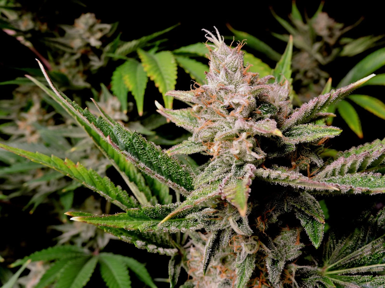 Cherry Cola Auto Feminizovaná