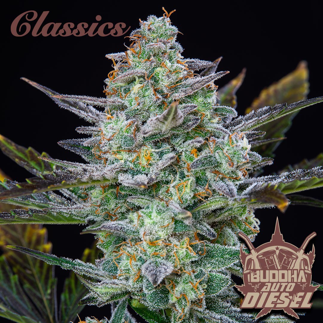 Buddha Classics Diesel Auto Feminizovaná