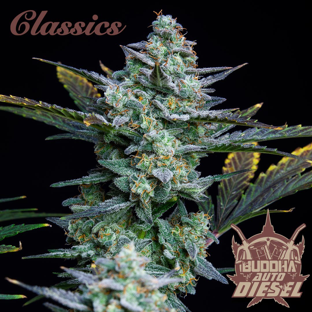 Buddha Classics Diesel Auto Feminizovaná