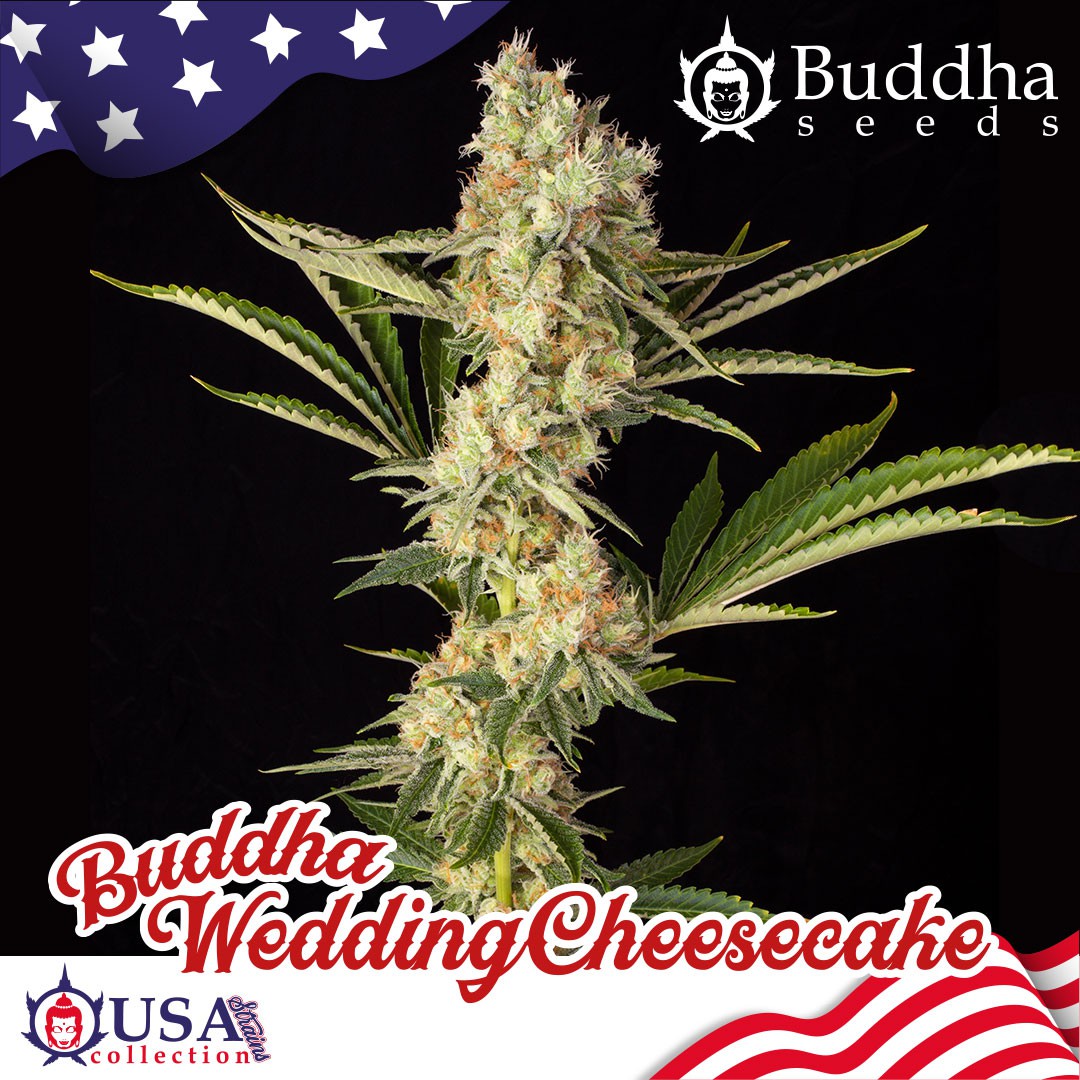 Buddha Wedding Cheesecake Feminizovaná