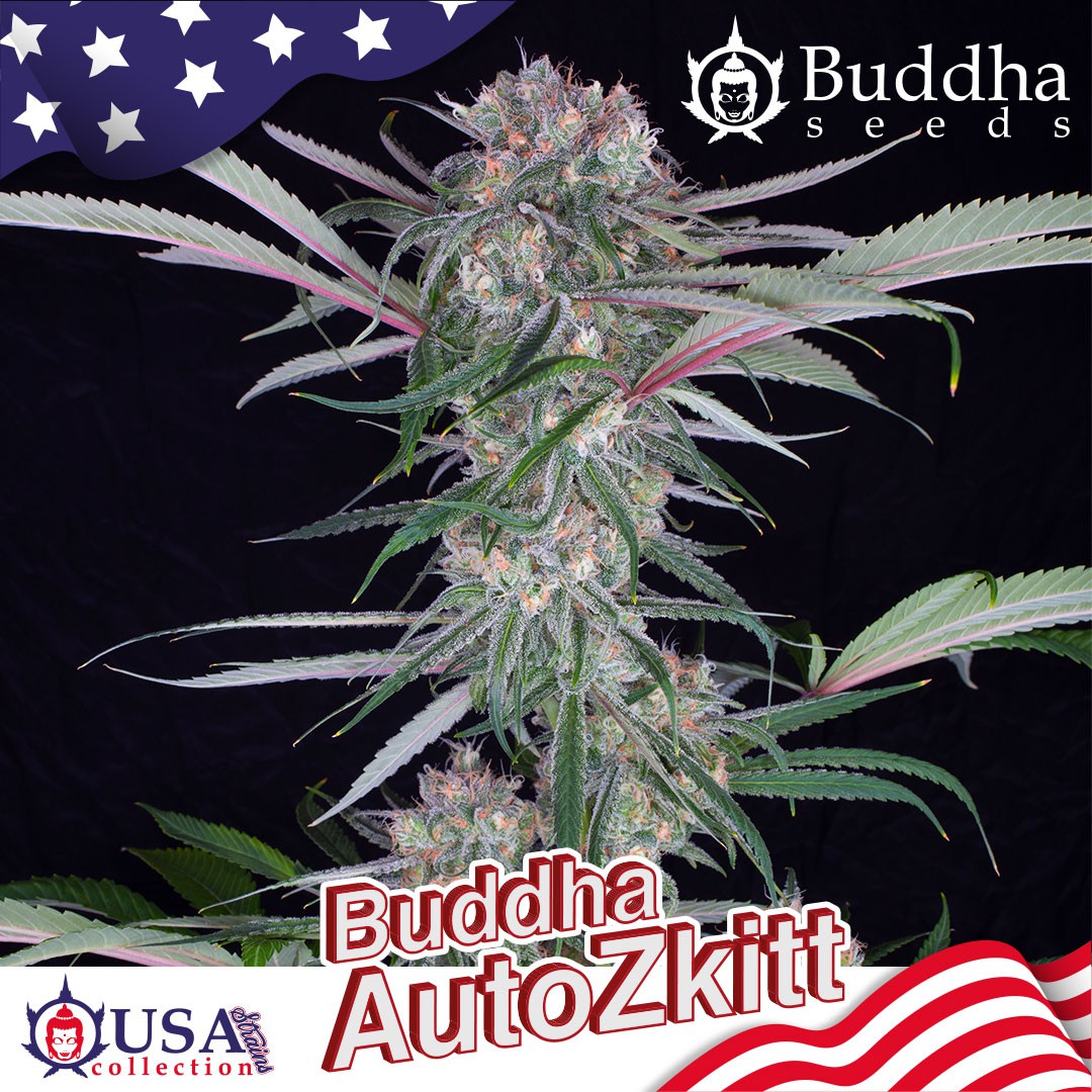 Buddha Zkittlez Auto Feminizovaná