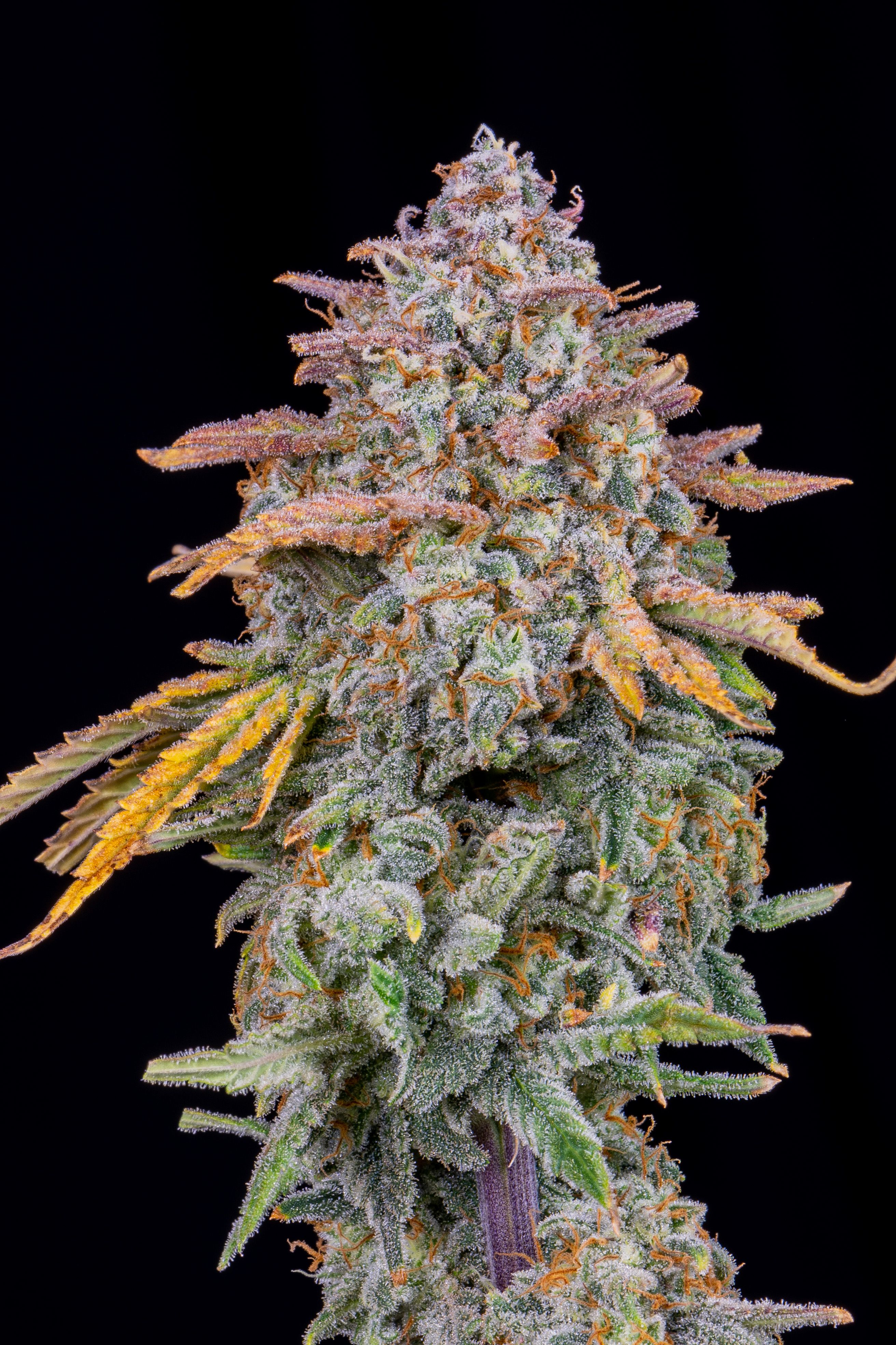 Cherry Cola Auto Feminizovaná