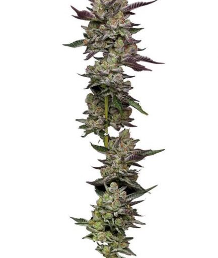 Poddy Mouth Feminizovaná