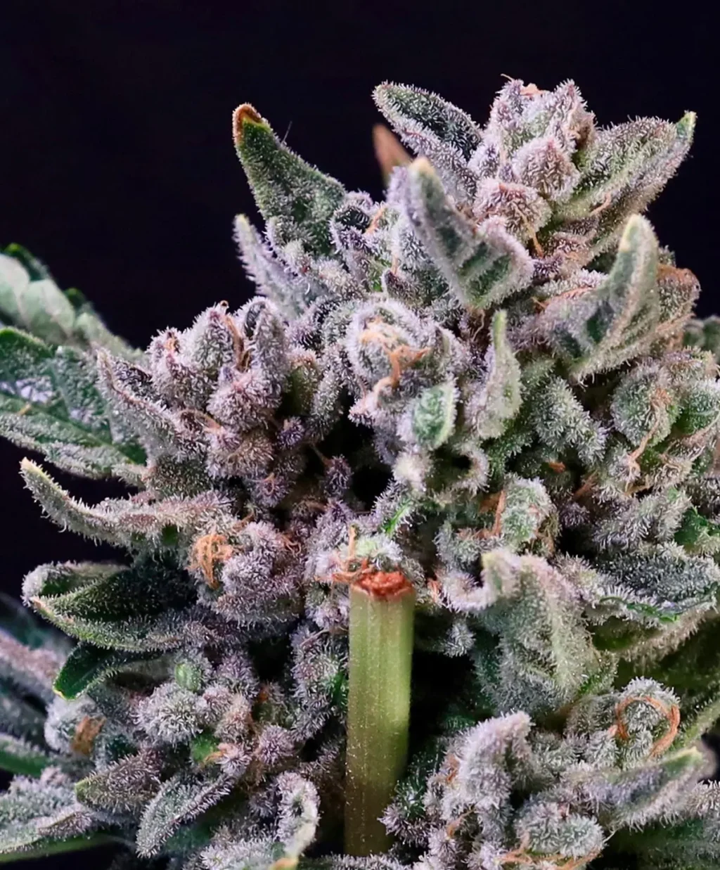 Gelato 41 Feminizovaná