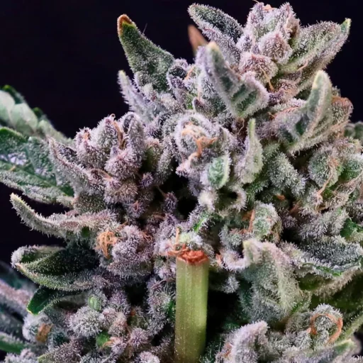 Gelato 41 Feminizovaná