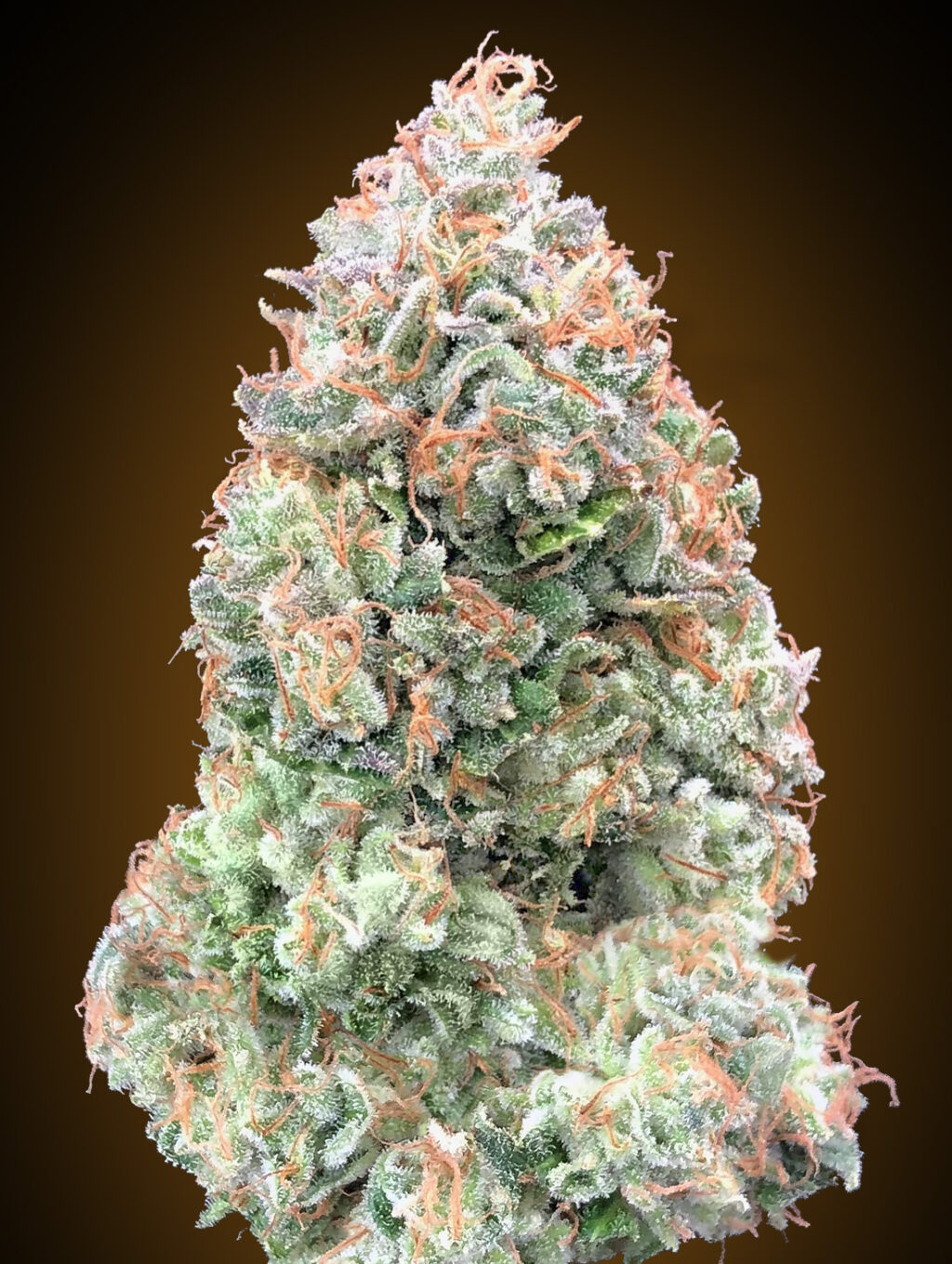 Chocolate Skunk XXL Auto Feminizovaná