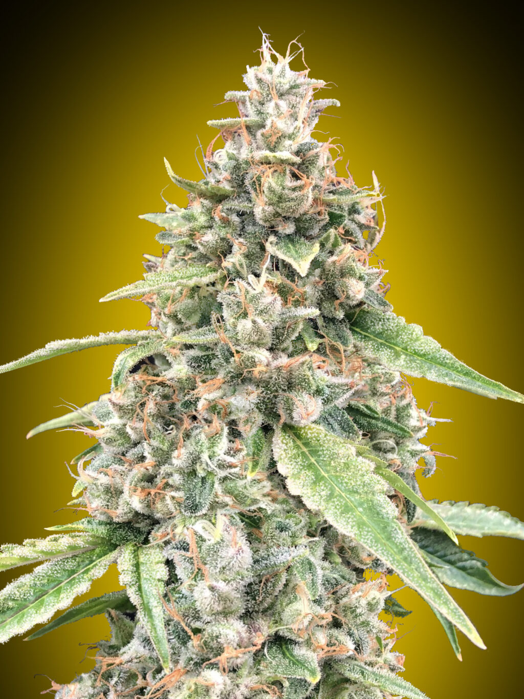 Lemon OG Auto Feminizovaná
