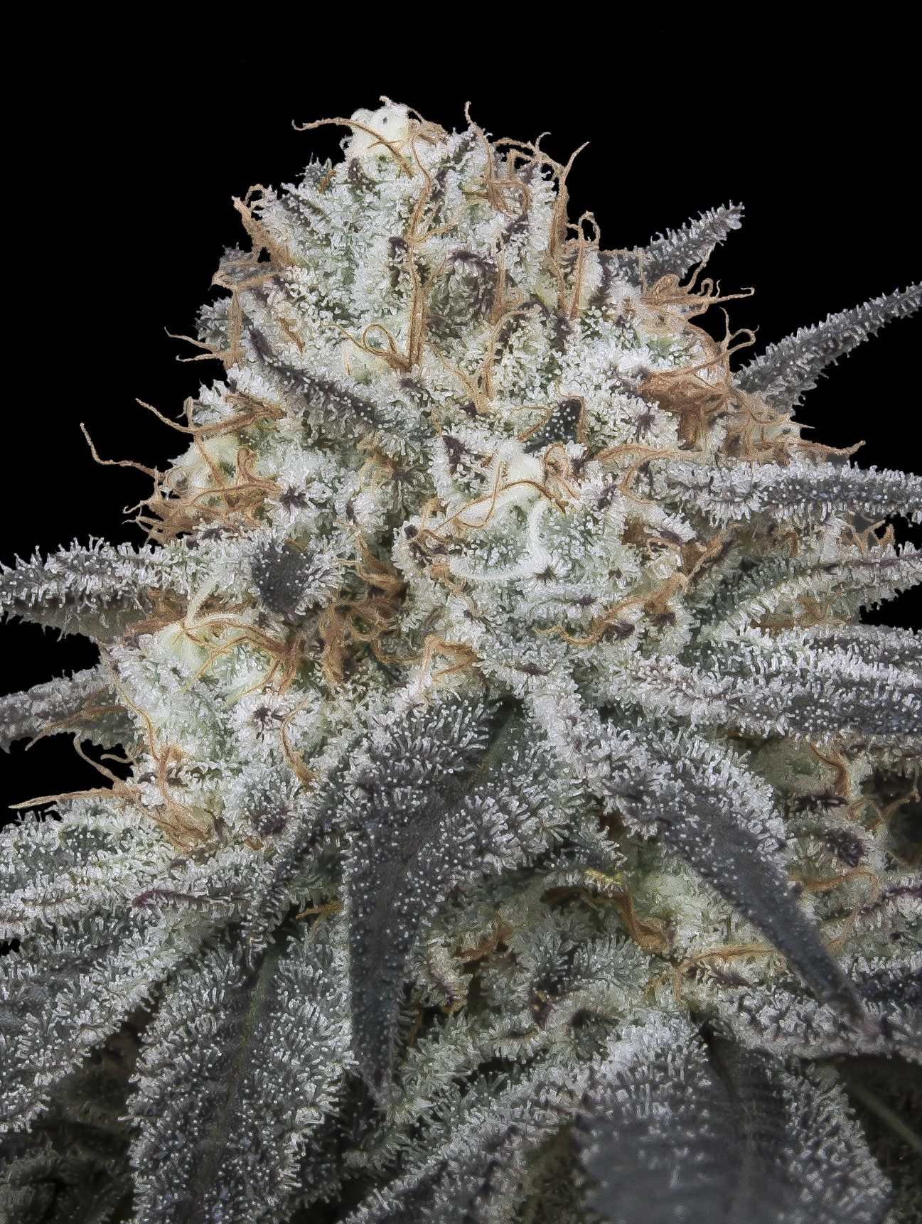 OLYMPUS DIGITAL CAMERA Slurricane Auto Feminizovaná