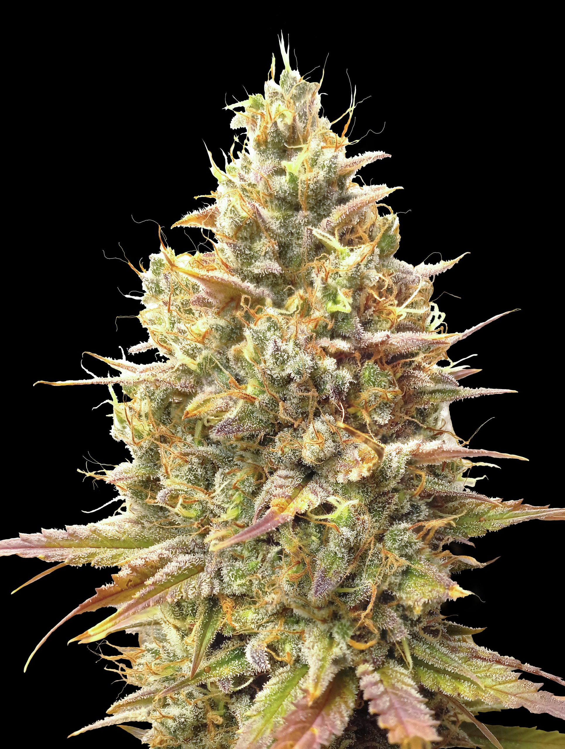 Strawberry Banana Auto Feminizovaná