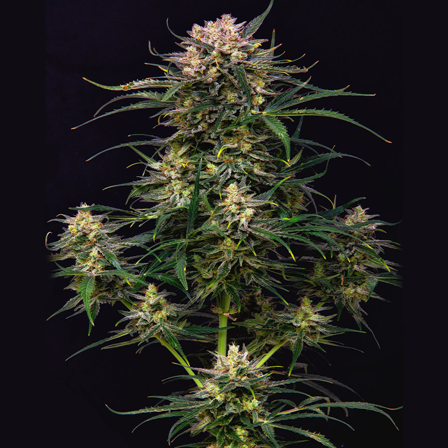 Buddha Cookie Auto Feminizovaná