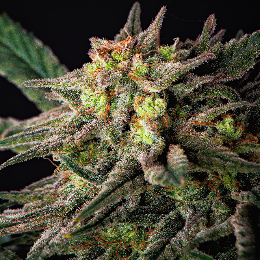Buddha Cookie Auto Feminizovaná