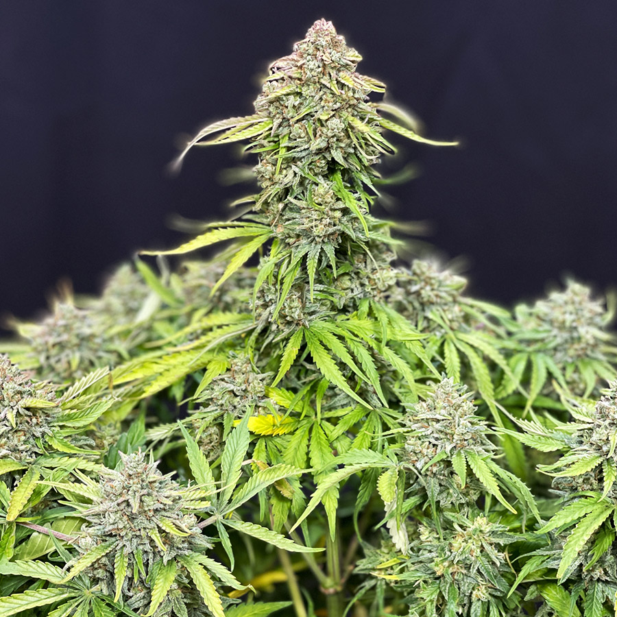 Buddha Cookie Auto Feminizovaná
