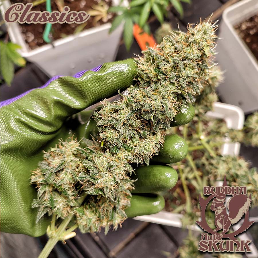 Buddha Classics Skunk Auto Feminizovaná