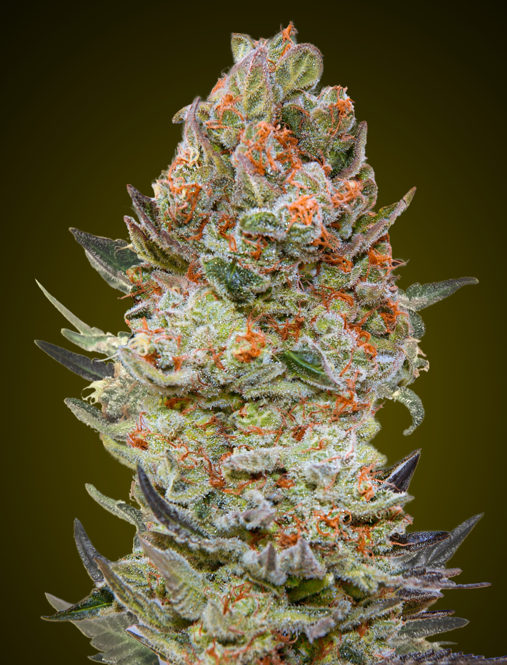 Posible Sweet Critical CBD Sweet Critical CBD Feminizovaná