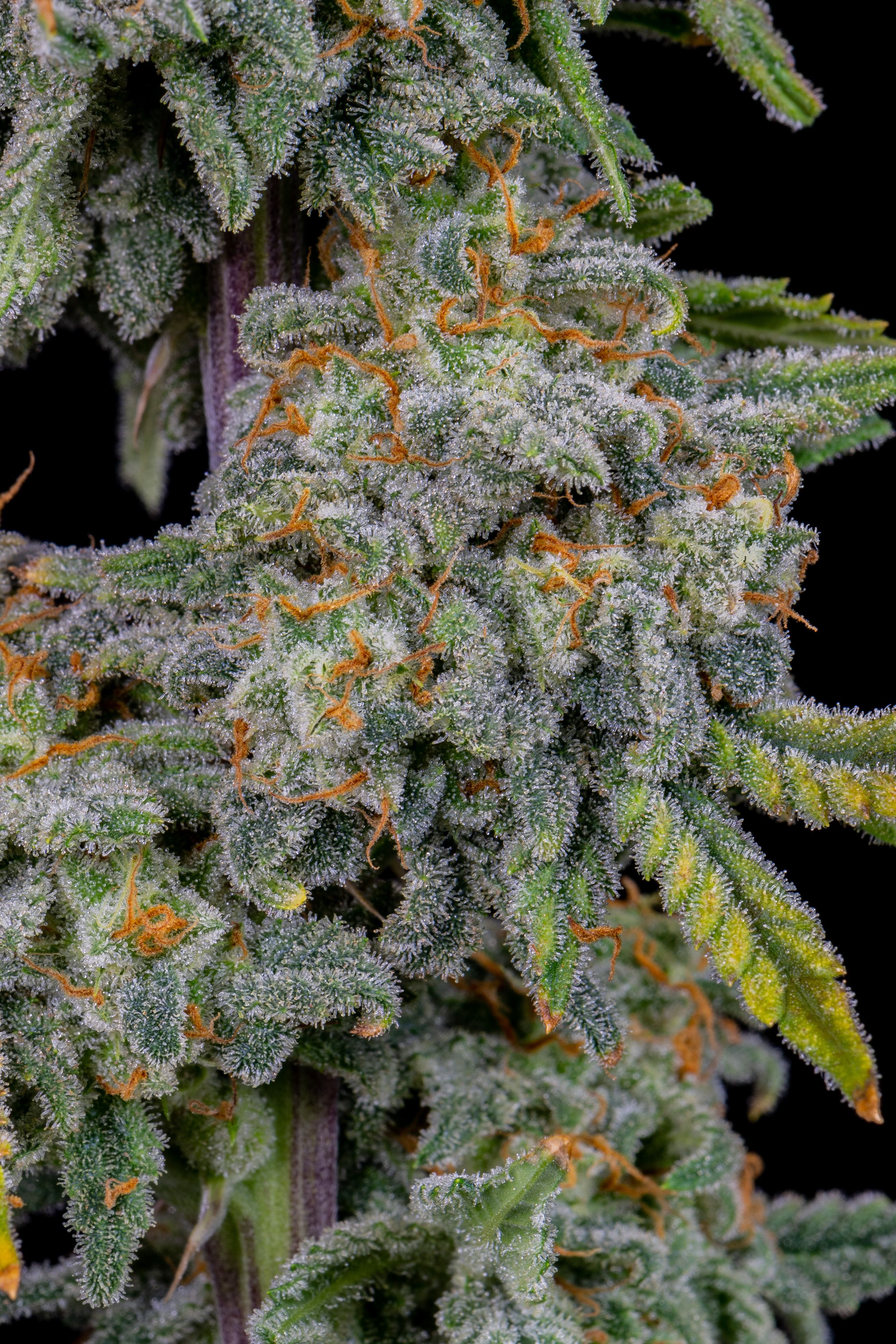 Cherry Cola Auto Feminizovaná