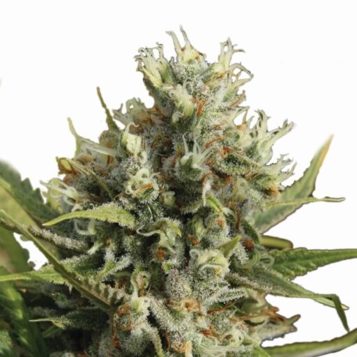 Amnesia Auto Feminizovaná