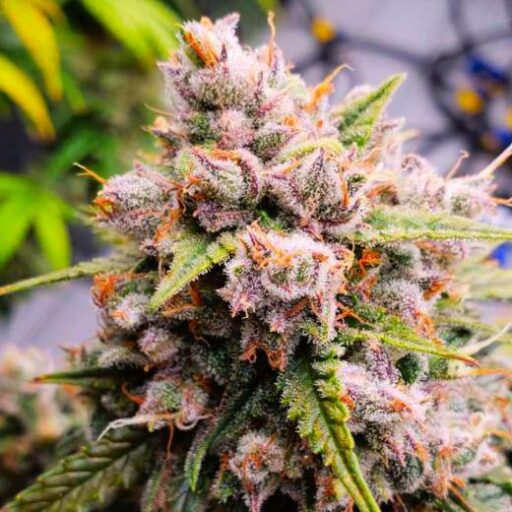 Aurora Indica Auto Feminizovaná