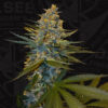 Banana Candy Krush Feminizovaná +1 FREE Seed