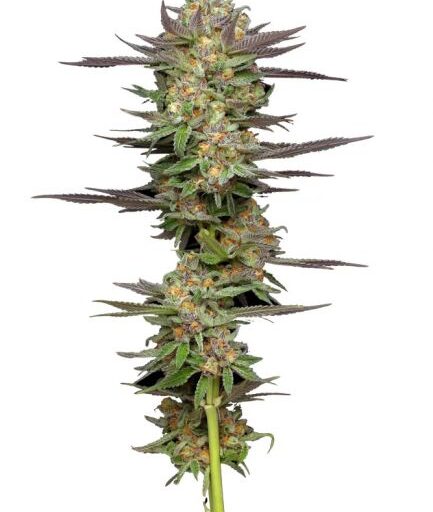 Mint Jelly Auto Feminizovaná