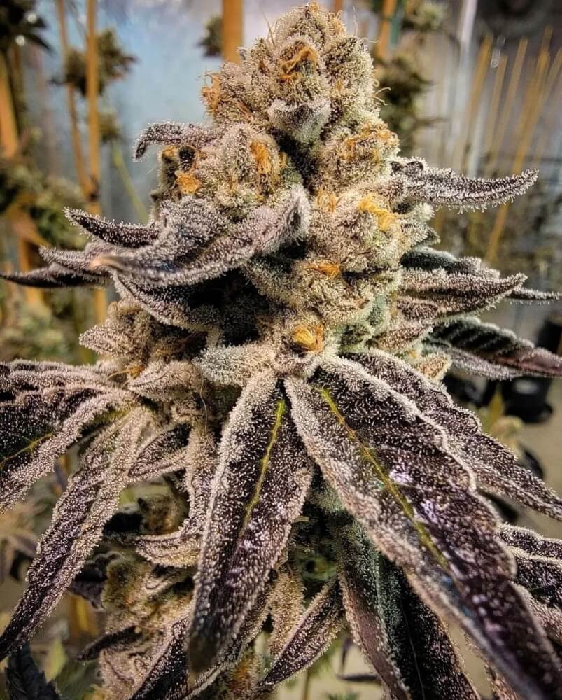 Black Rainbow Sherbert Ltd. Edition Regulérní Black Rainbow Sherbert Ltd. Edition Regulérní