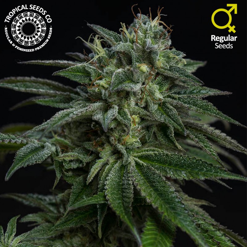 Black Sour Regulérní