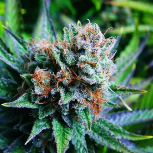 Blue Dream Regulérní
