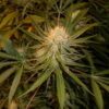 Cannalope Haze Regulérní