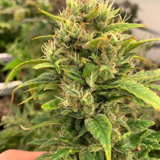 Remedy CBD Feminizovaná