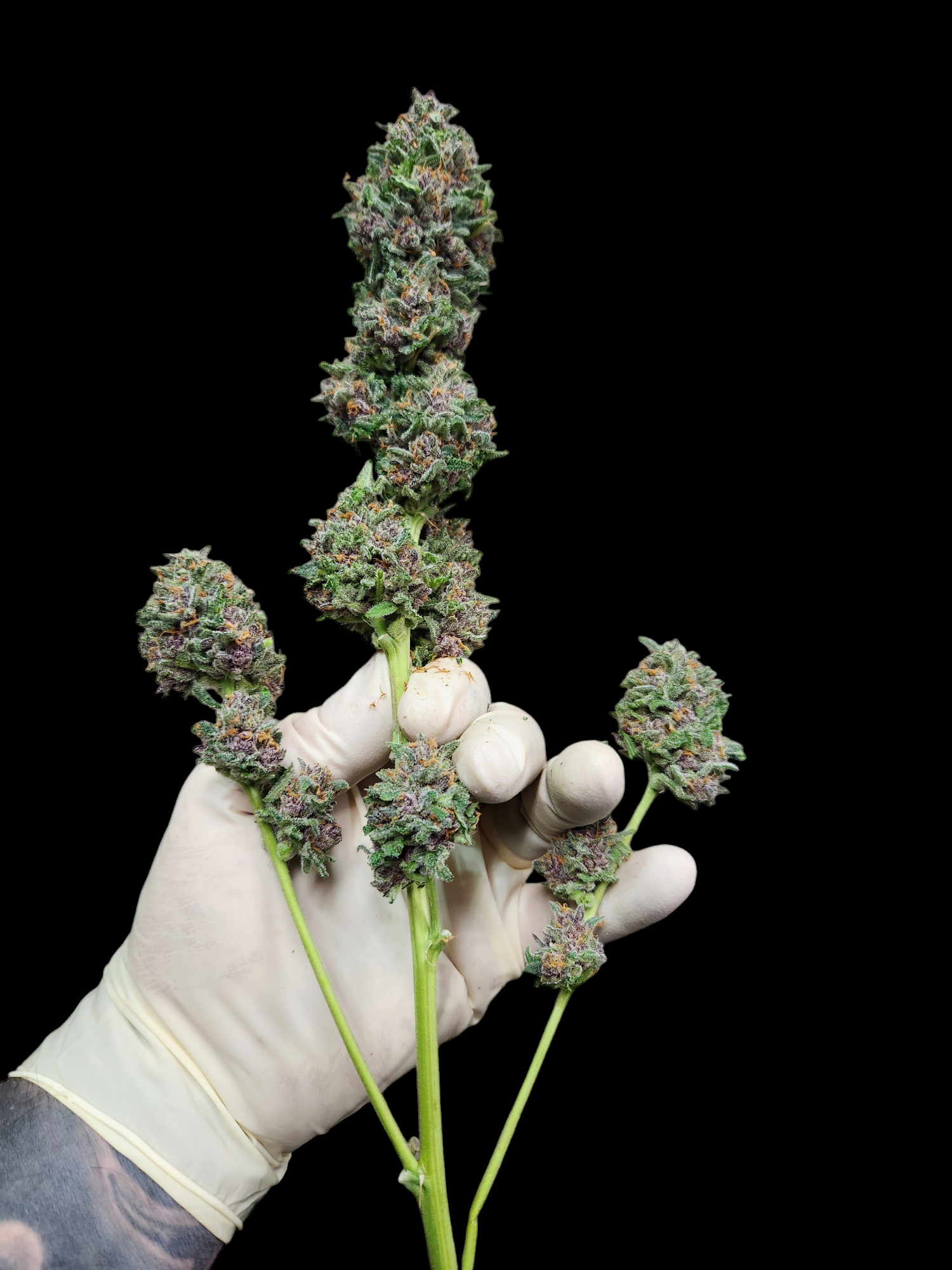 Cherry Cola Auto Feminizovaná