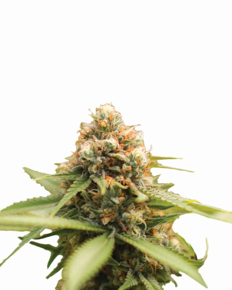 Durban Poison Regulérní