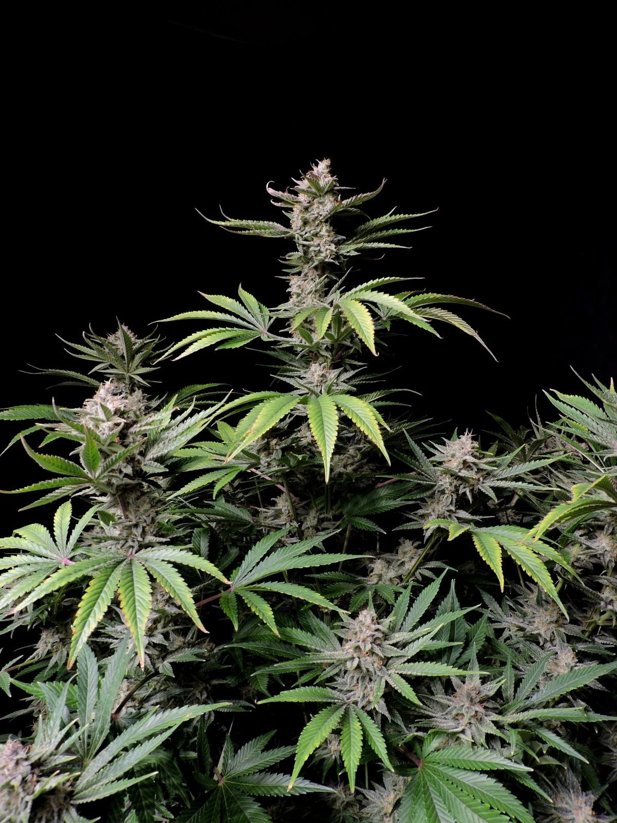 Cherry Cola Auto Feminizovaná