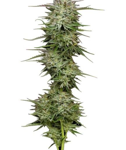 Pound Town Auto Feminizovaná