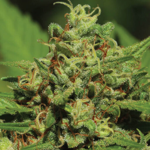 Emerald Fire OG Feminizovaná