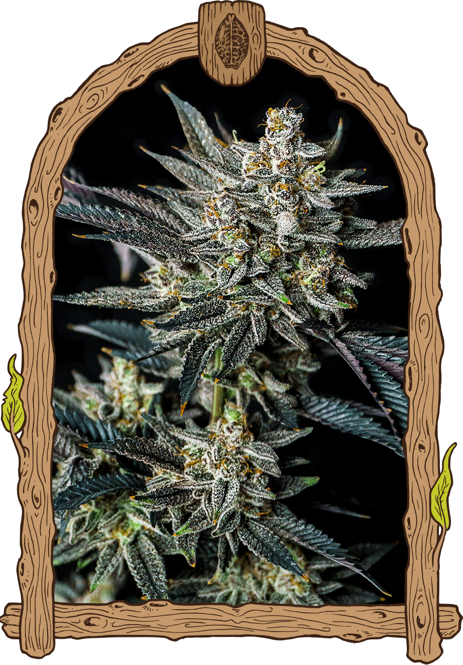 Jelly Bananas Auto Feminizovaná