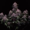 Tropicana Cookies Auto Feminizovaná