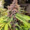 Tropicana Cookies Auto Feminizovaná