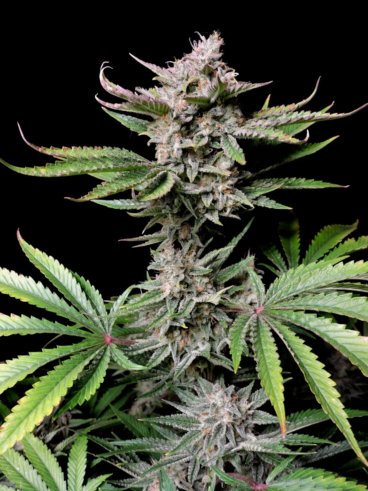 Cherry Cola Auto Feminizovaná