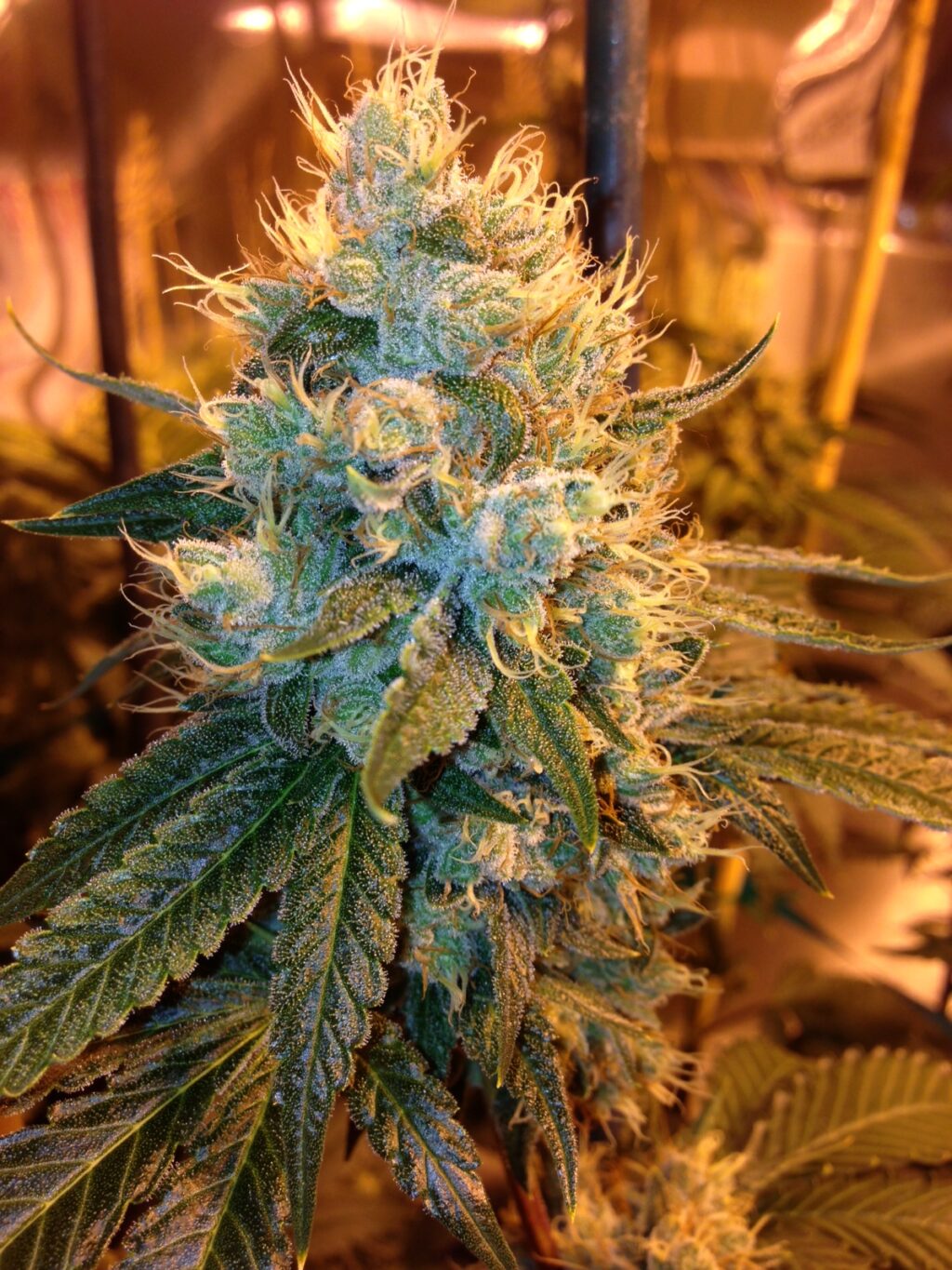 Ganja Farmer OG Regulérní