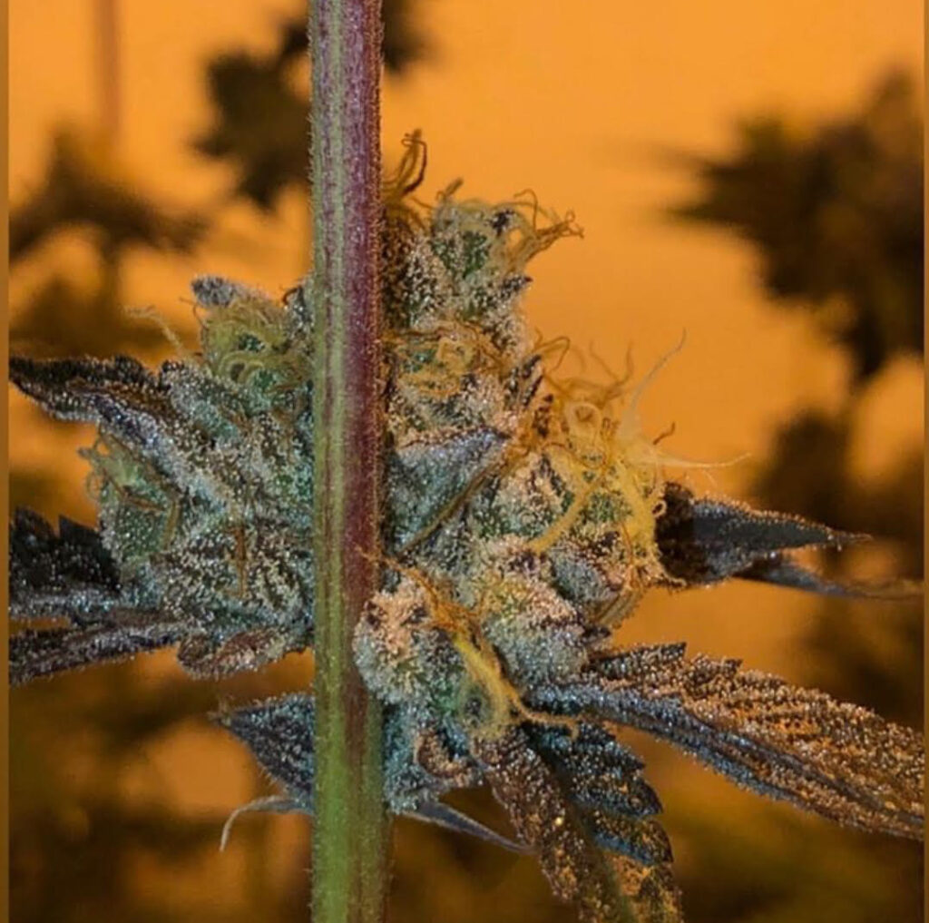GMO x Strawnana Feminizovaná