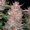 Gorilla Punch Auto Feminizovaná