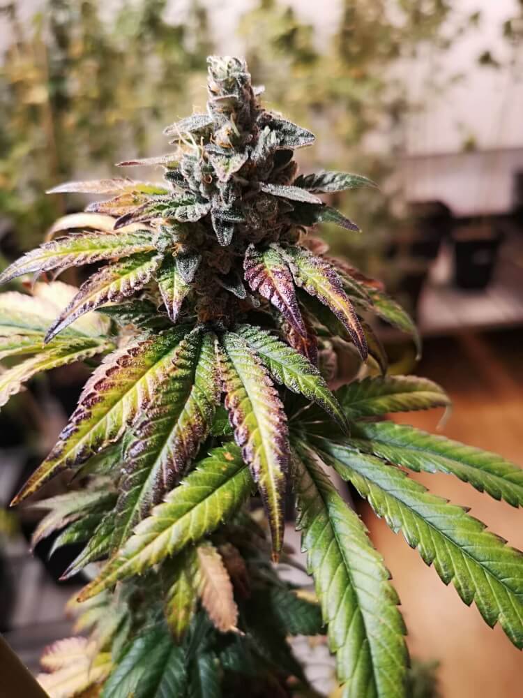 Gorilla Punch Auto Feminizovaná
