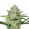 Hindu Kush Feminizovaná