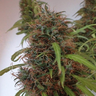 honduras-reg-2 Honduras Regulérní – Breeders Pack