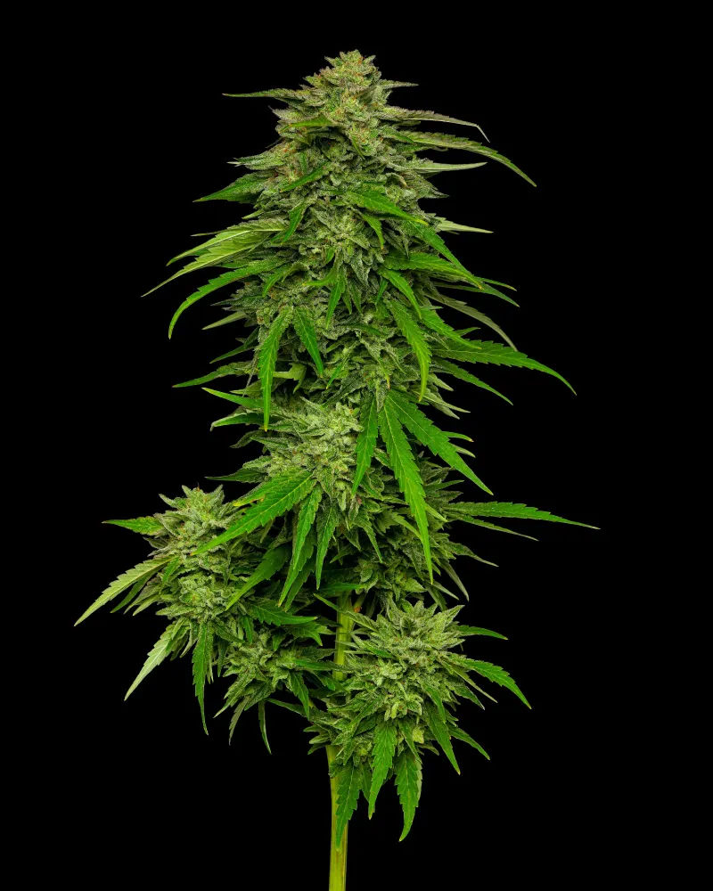 Mango Sherbert Auto Feminizovaná Mango Sherbert Auto Feminizovaná