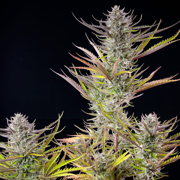 mimosa (1) Mimosa Feminizovaná