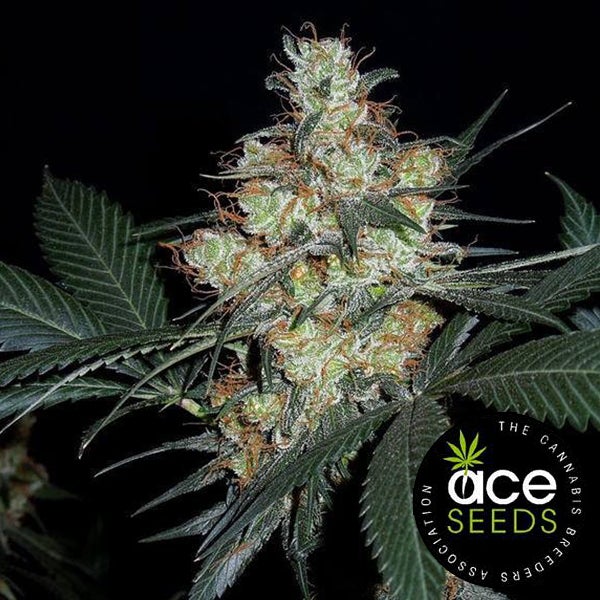 Jam Pyaro Sepal Nepal Jam Feminizovaná - Breeders Pack | Zasadto.cz