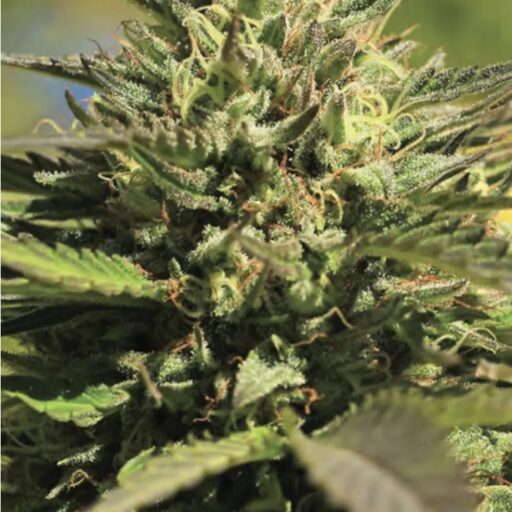 OG Kush Auto Feminizovaná