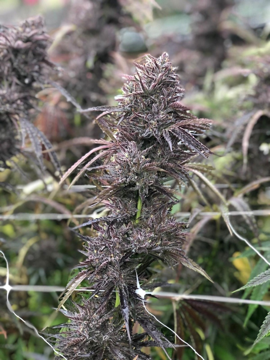 Pai-Gow FAST Feminizovaná